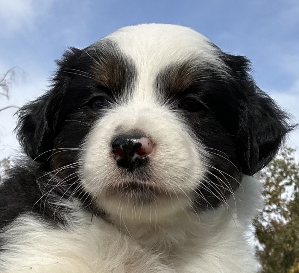 almost 6 weeks old