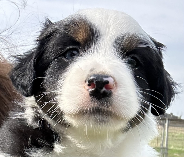 almost 6 weeks old