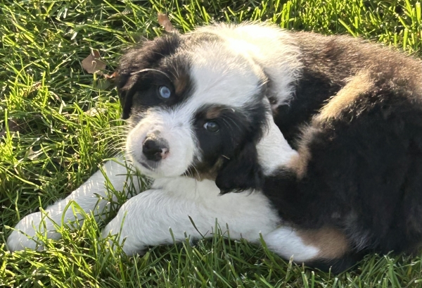 almost 8 weeks old; 7.8 lbs @ 8 weeks