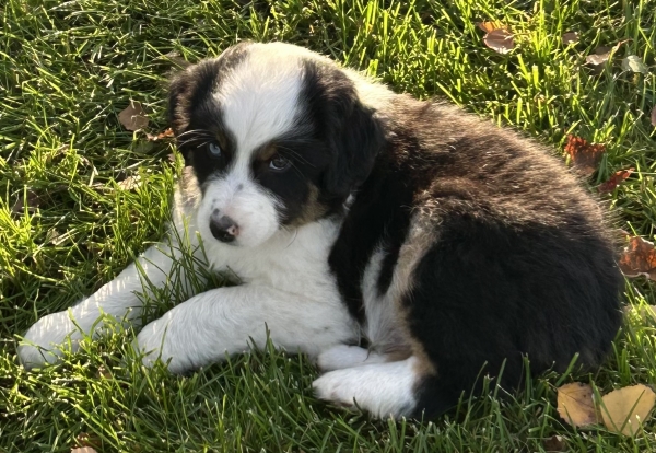 almost 8 weeks old; 7.8 lbs @ 8 weeks