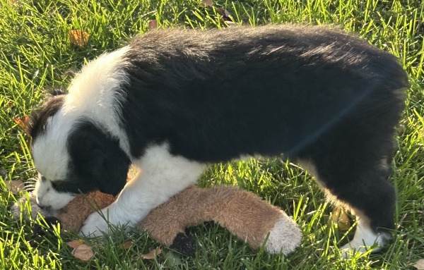 almost 8 weeks old; 7.8 lbs @ 8 weeks