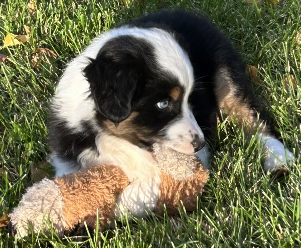 almost 8 weeks old; 7.8 lbs @ 8 weeks