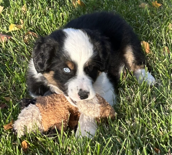 almost 8 weeks old; 7.8 lbs @ 8 weeks