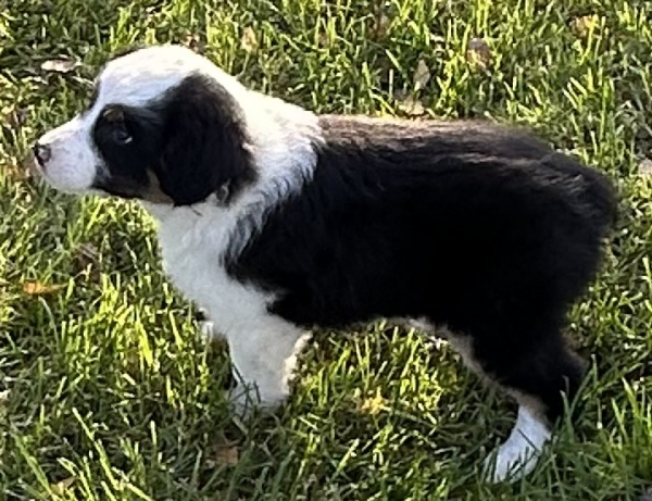 almost 8 weeks old; 7.8 lbs @ 8 weeks