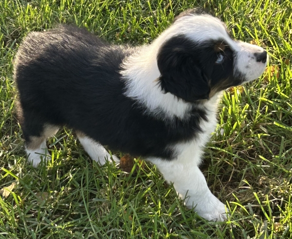 almost 8 weeks old; 7.8 lbs @ 8 weeks