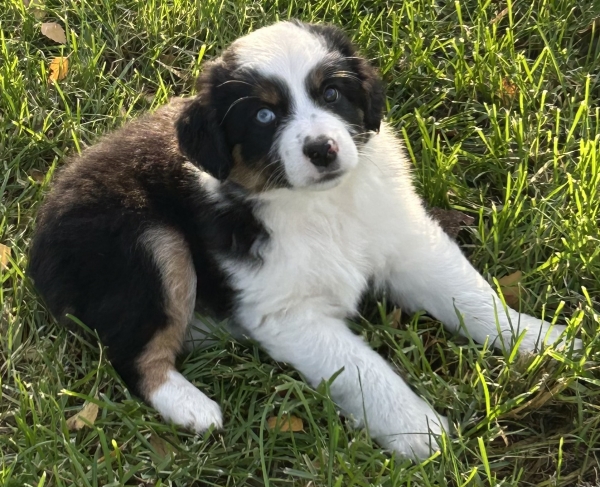 almost 8 weeks old; 7.8 lbs @ 8 weeks