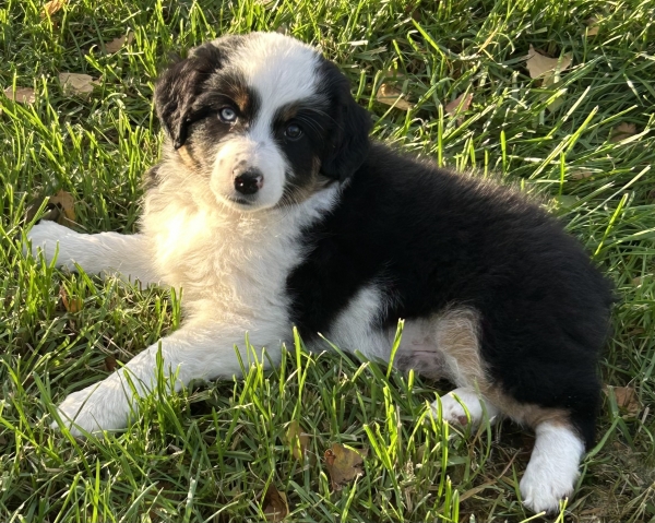 almost 8 weeks old; 7.8 lbs @ 8 weeks