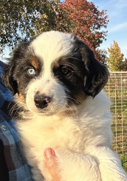 almost 8 weeks old; 7.8 lbs @ 8 weeks
