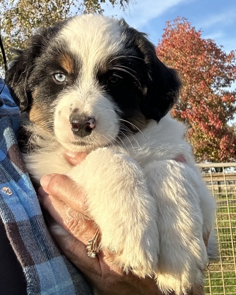 almost 8 weeks old; 7.8 lbs @ 8 weeks