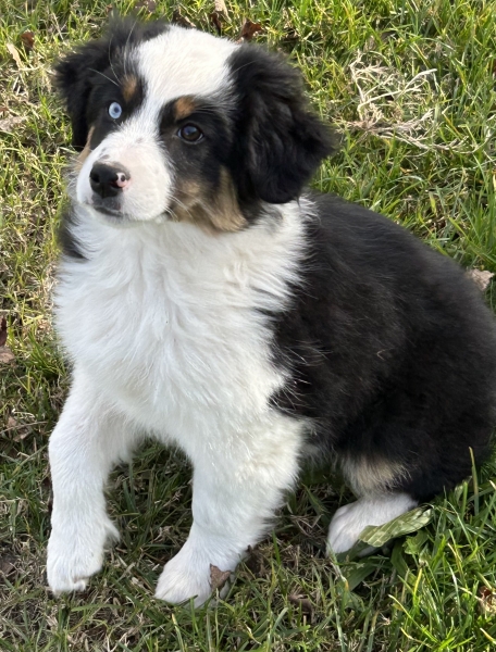 11+ weeks old
