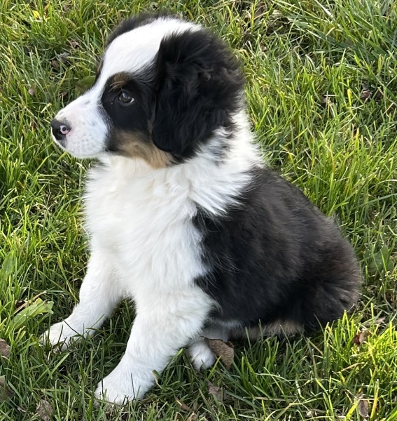 11+ weeks old