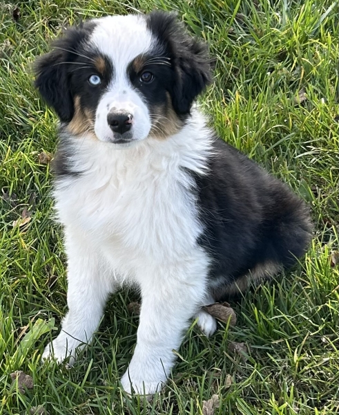 11+ weeks old