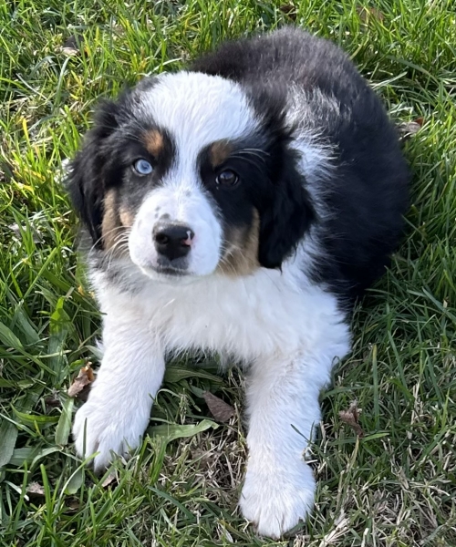 11+ weeks old
