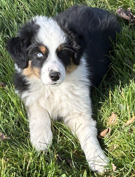 11+ weeks old