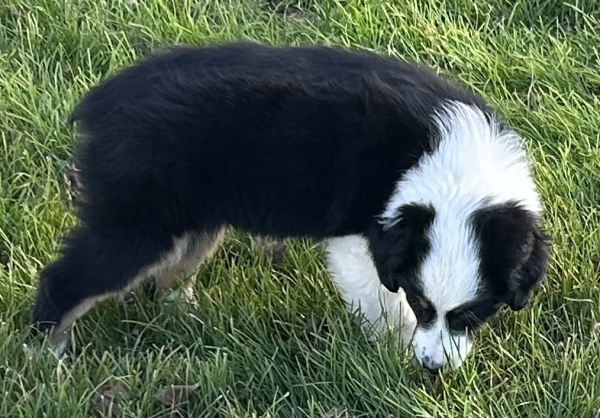 11+ weeks old