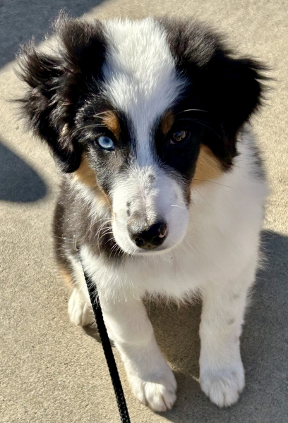 16 weeks old