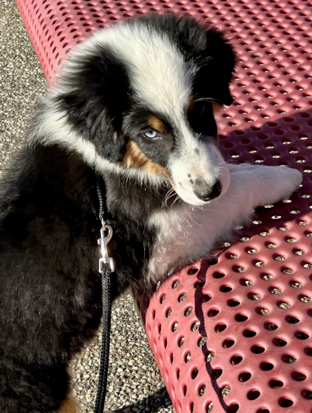 16 weeks old