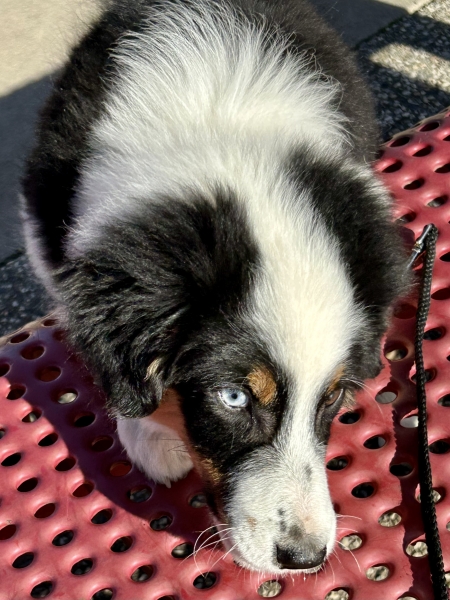 16 weeks old
