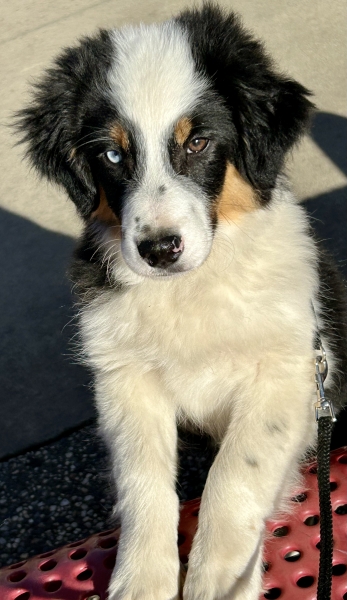 16 weeks old