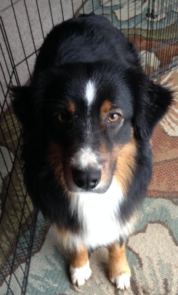 Loki